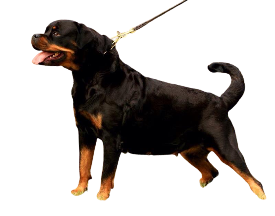 Rottweiler kennels hotsell